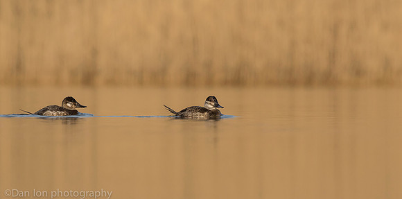 Ruddy ducks, females, Jamaica Bay NY