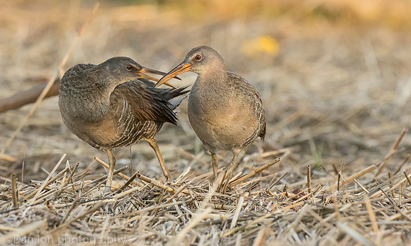 Clapper Rails in marsh, Long Island NY