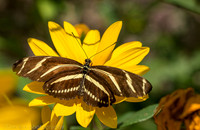 Zebra longwing butterfly on Coreopsis flower (aka calliopsis or tickseed), Long Island NY