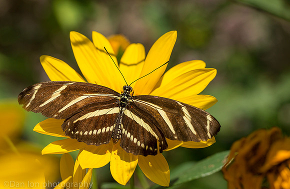 Zebra longwing butterfly on Coreopsis flower (aka calliopsis or tickseed), Long Island NY