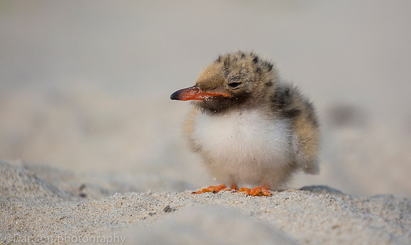 Tired common tern chick taking a break from a long walk, Nickerson Beach NY