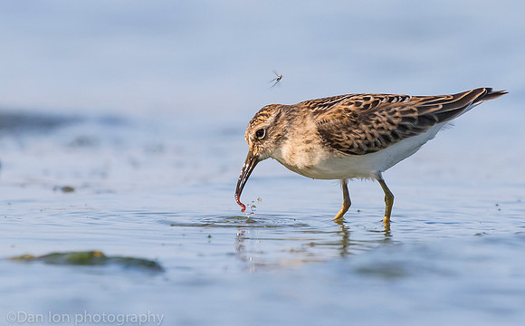 Semipalmated sandpiper feeding, Jamaica Bay NY