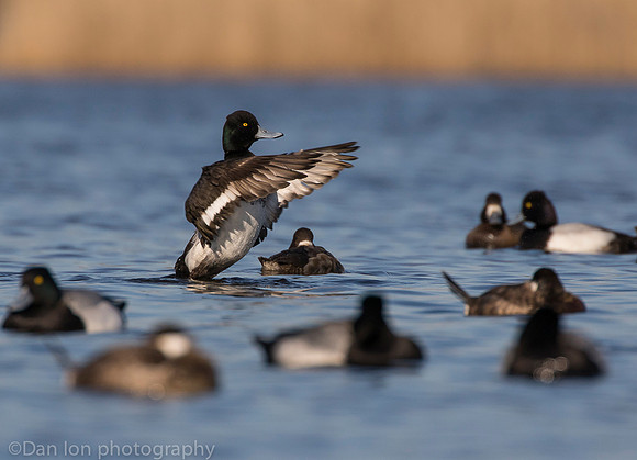 Lesser scaup male, Jamaica Bay NY