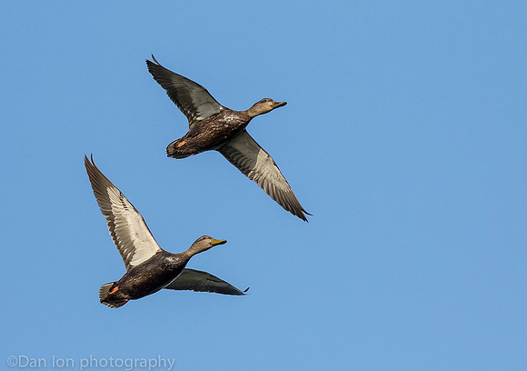 American black duck pair in flight, Jamaica Bay NY