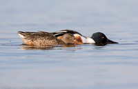 Northern shovelers feeding, Jamaica Bay NY