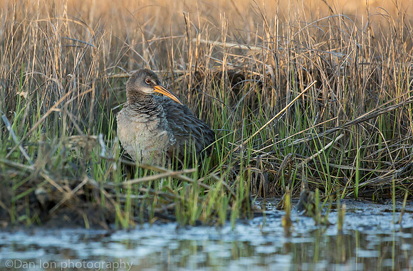 Clapper Rail in marsh, Long Island NY