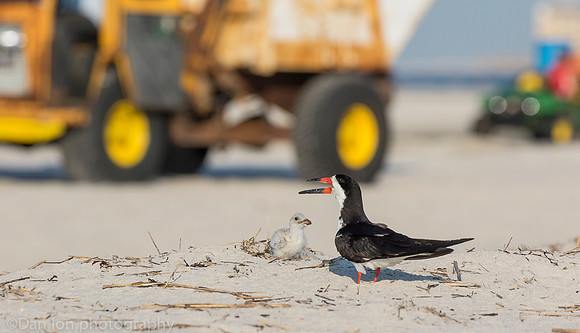 Stressed black skimmer on nest with chick, Nickerson Beach NY