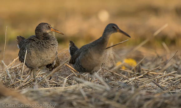 Clapper Rails in marsh, Long Island NY