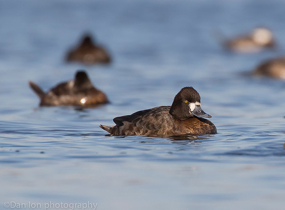 Lesser scaup female, Jamaica Bay NY