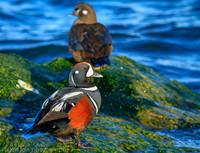 Harlequin duck pair,  Barnegat Bay NJ