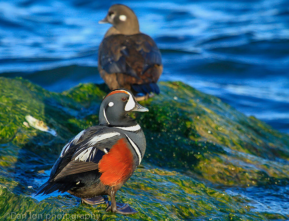 Harlequin duck pair,  Barnegat Bay NJ