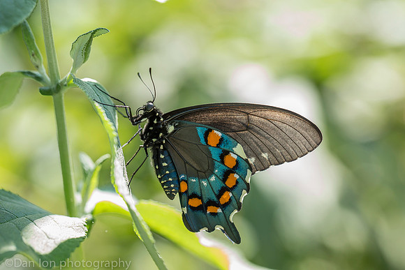 Pipevine swallowtail butterfly, Long Island NY
