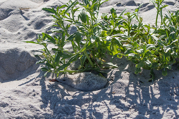 Black skimmer chick hiding in sand outside protected area, Nickerson Beach NY