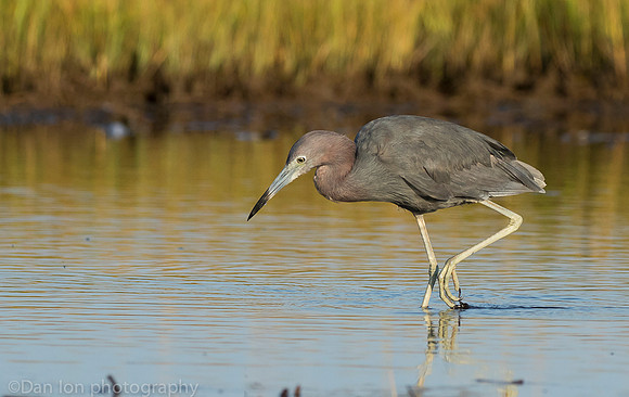 Adult little blue heron on marsh, Long Island NY
