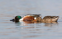 Northern shovelers feeding, Jamaica Bay NY