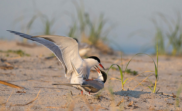 Matting common terns, Nickerson Beach NY