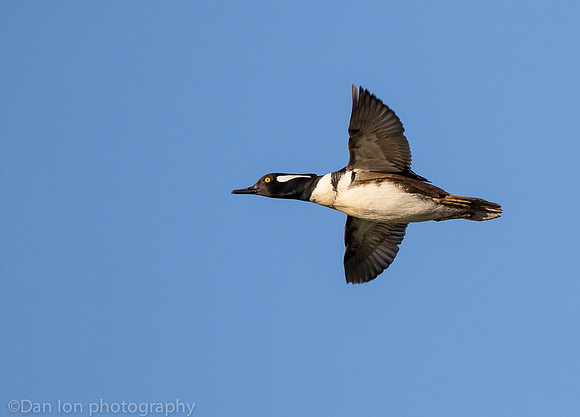 Hooded merganser in flight, Jamaica Bay NY