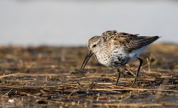 Dunlin feeding on marsh, Long Island NY