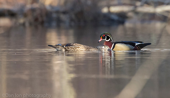 Mating wood ducks, pond, Long Island NY