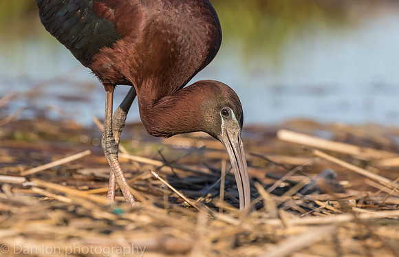 Glossy ibis feeding in marsh, Long Island NY