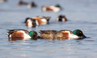 Northern shovelers feeding, Jamaica Bay NY