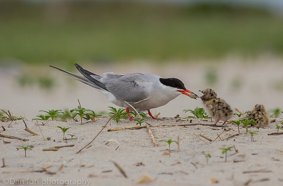 Common tern feeding chicks, Nickerson Beach NY