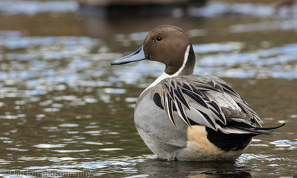 Northern pintail male, Jamaica Bay NY