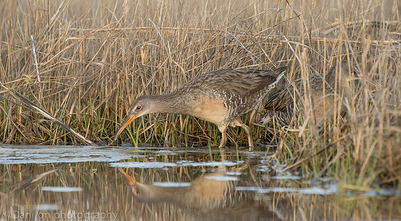 Clapper Rails in marsh feeding, Long Island NY
