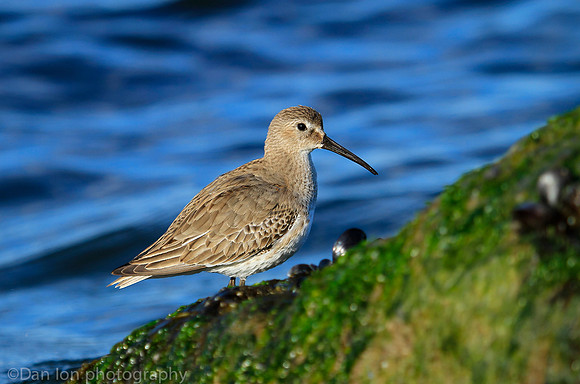 Dunlin feeding, New Jersey coast
