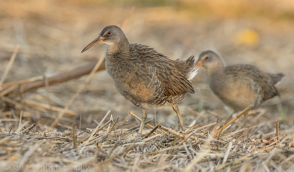 Clapper Rails in marsh, Long Island NY