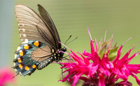 Pipevine swallowtail butterfly, Long Island NY