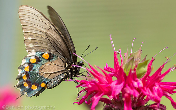 Pipevine swallowtail butterfly, Long Island NY