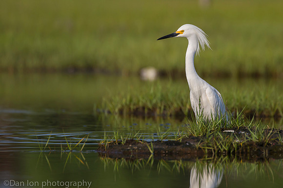 Snowy egret on marsh, Long Island NY