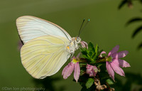 Cloudless sulphur butterfly, Long Island NY