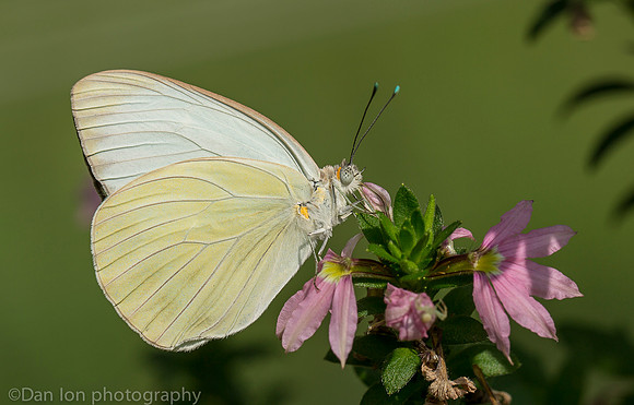 Cloudless sulphur butterfly, Long Island NY