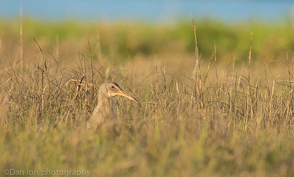 Clapper rail in marsh grass, Long Island NY