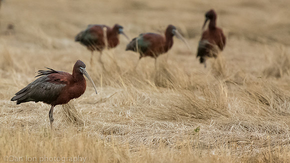 Glossy ibis feeding, MNSA Oceanside NY