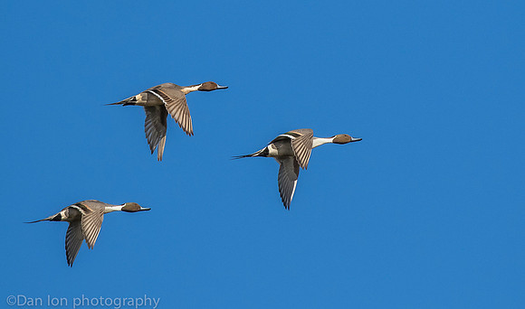 Northern pintail males in flight, Jamaica Bay NY