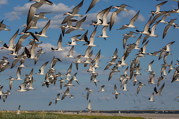 Black skimmer flock, Nickerson Beach NY