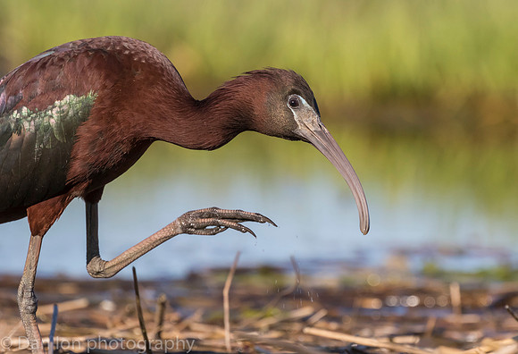 Glossy ibis in marsh, Long Island NY