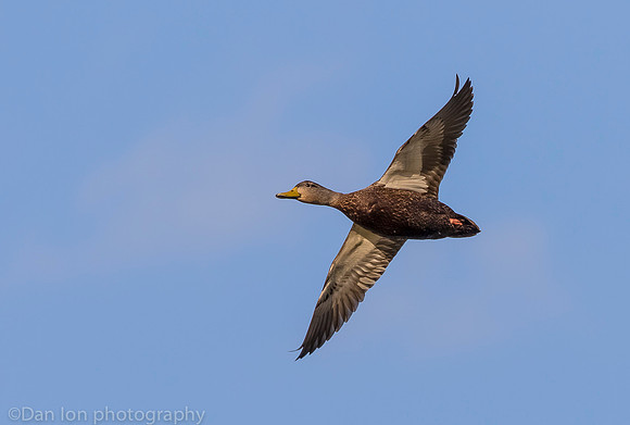 American black duck in flight, Jamaica Bay NY