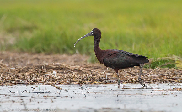 Glossy ibis in marsh, Long Island NY