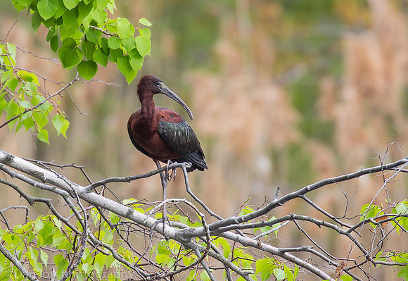 Glossy Ibis, Jamaica Bay NY