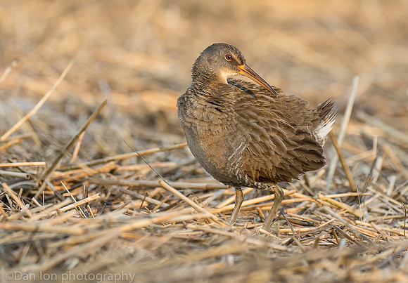 Clapper rail in marsh, Long Island NY