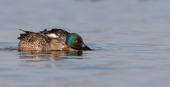 Northern shovelers feeding, Jamaica Bay NY