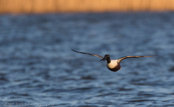 Northern shoveler in flight, Jamaica Bay NY
