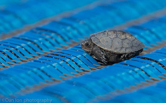 Baby diamondback terrapin turtle resting on plastic carpet, Nickerson Beach NY