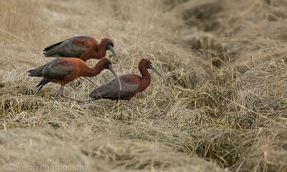 Glossy ibis feeding, MNSA Oceanside NY
