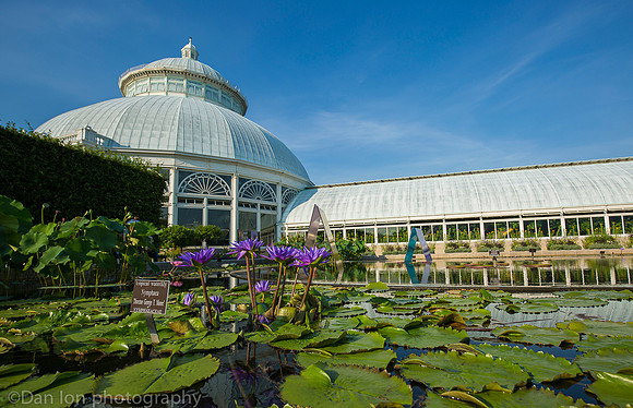 NYBG 'Dale Chihuly', Koda Study #3, Haupt Conservatory